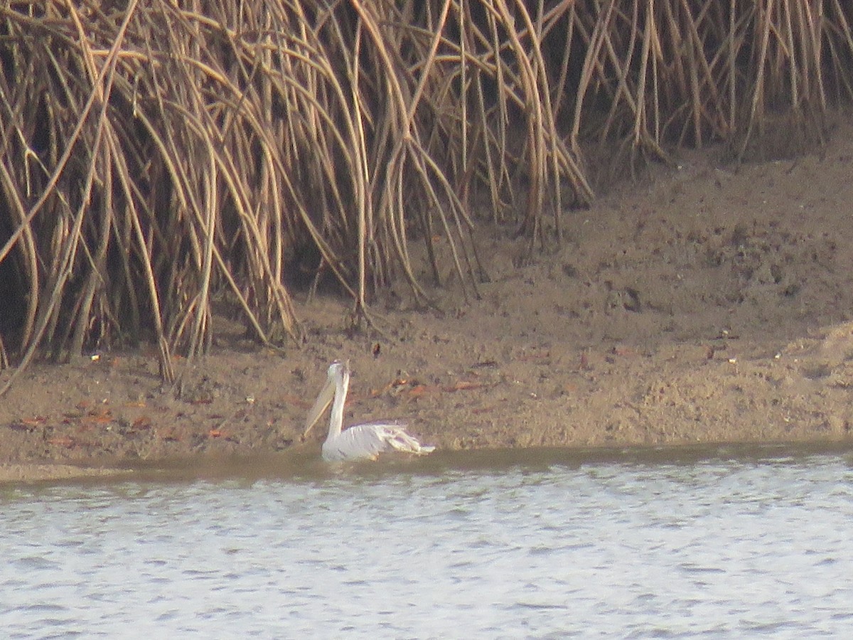 Pink-backed Pelican - ML643560802