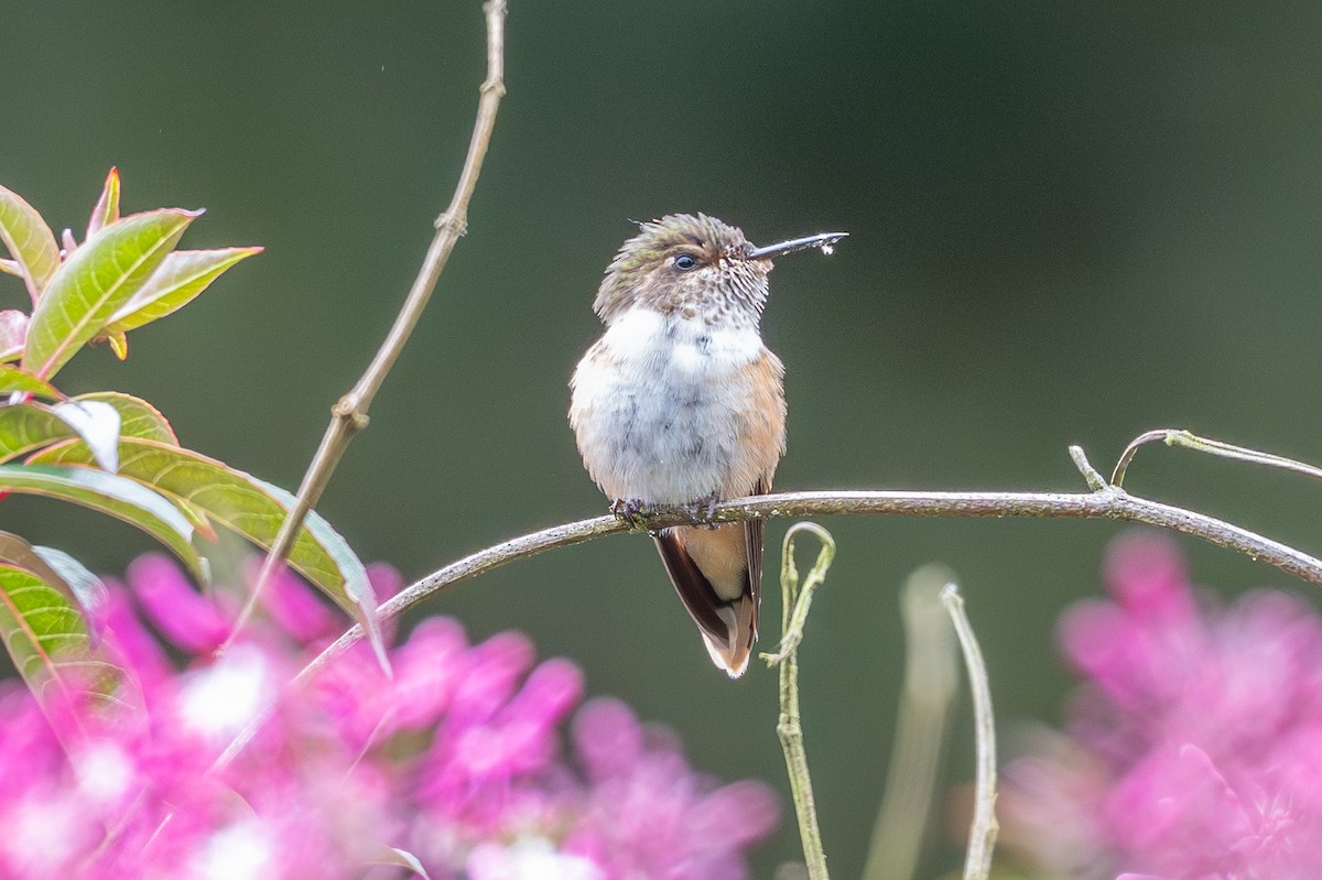 Volcano Hummingbird - ML643560805