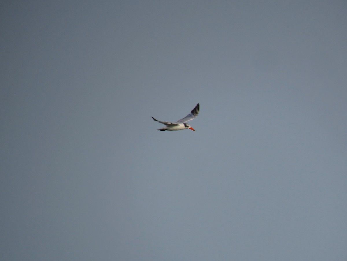 Caspian Tern - ML643560806