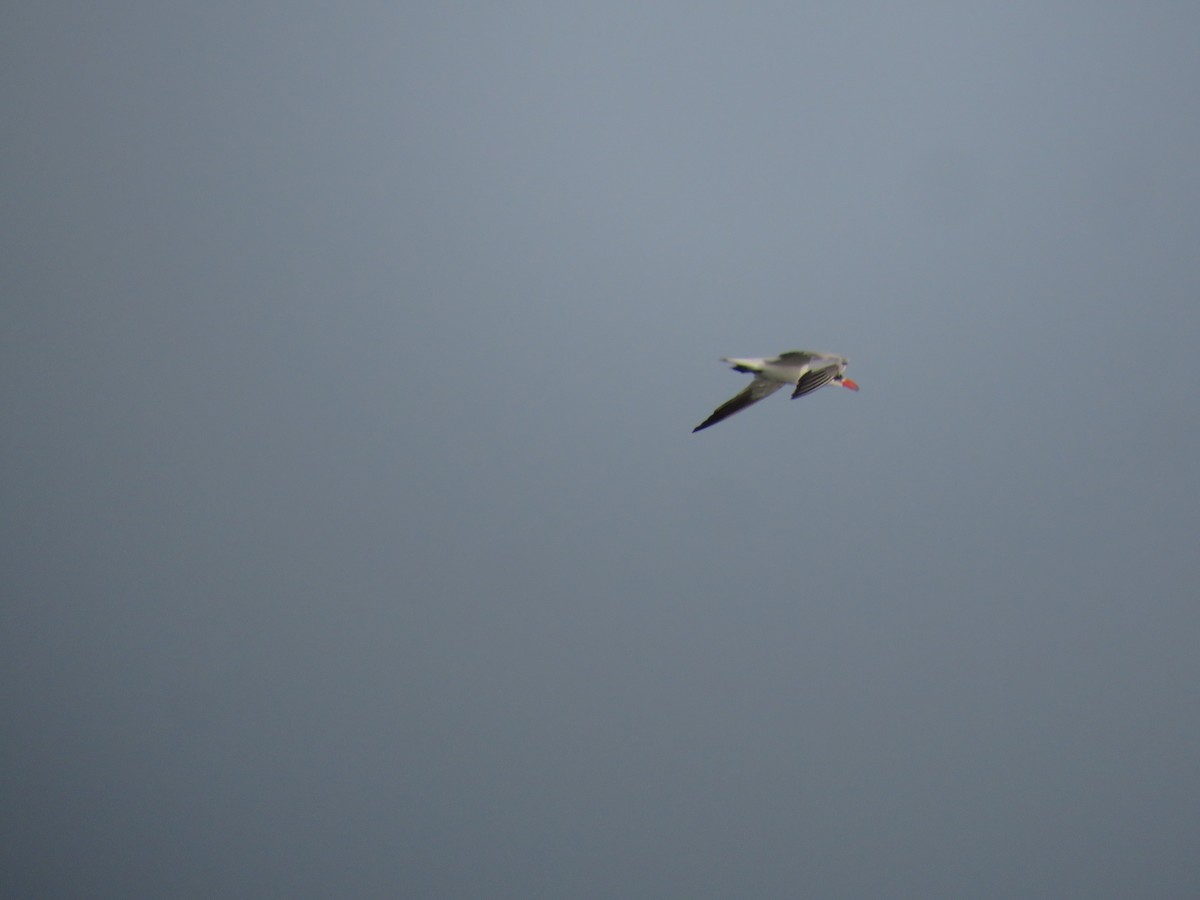 Caspian Tern - ML643560808