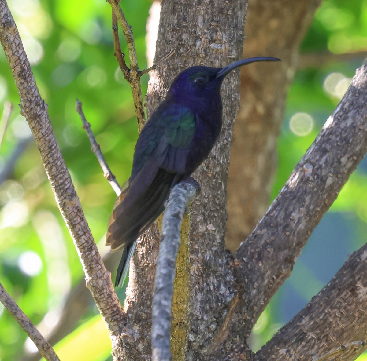 Colibrí Morado - ML643560829