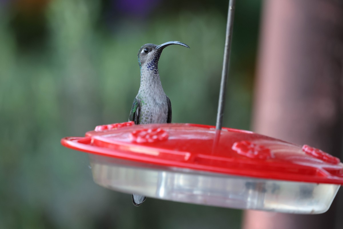 Colibrí Morado - ML643560831