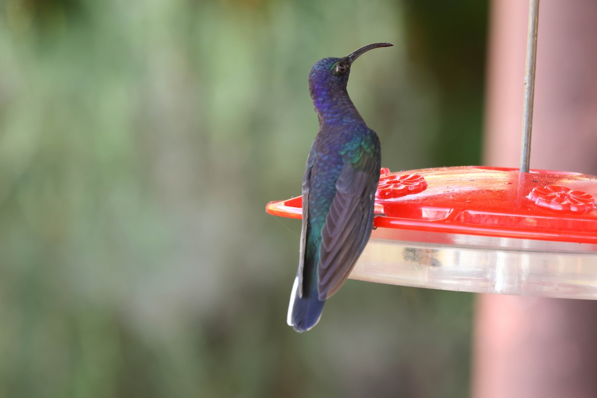 Colibrí Morado - ML643560832