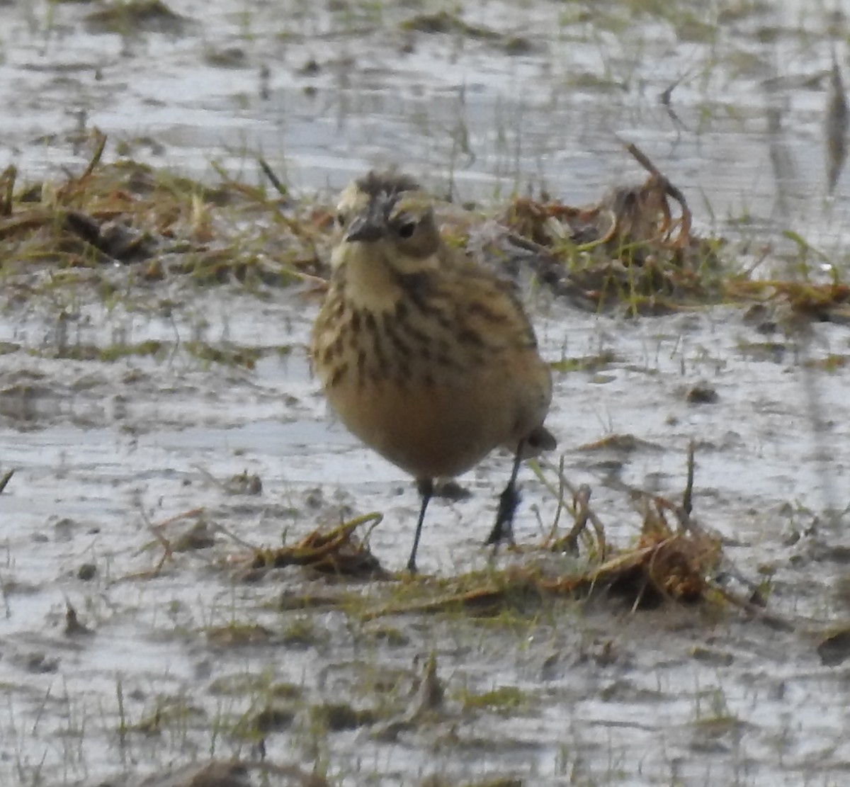 American Pipit - ML643560834