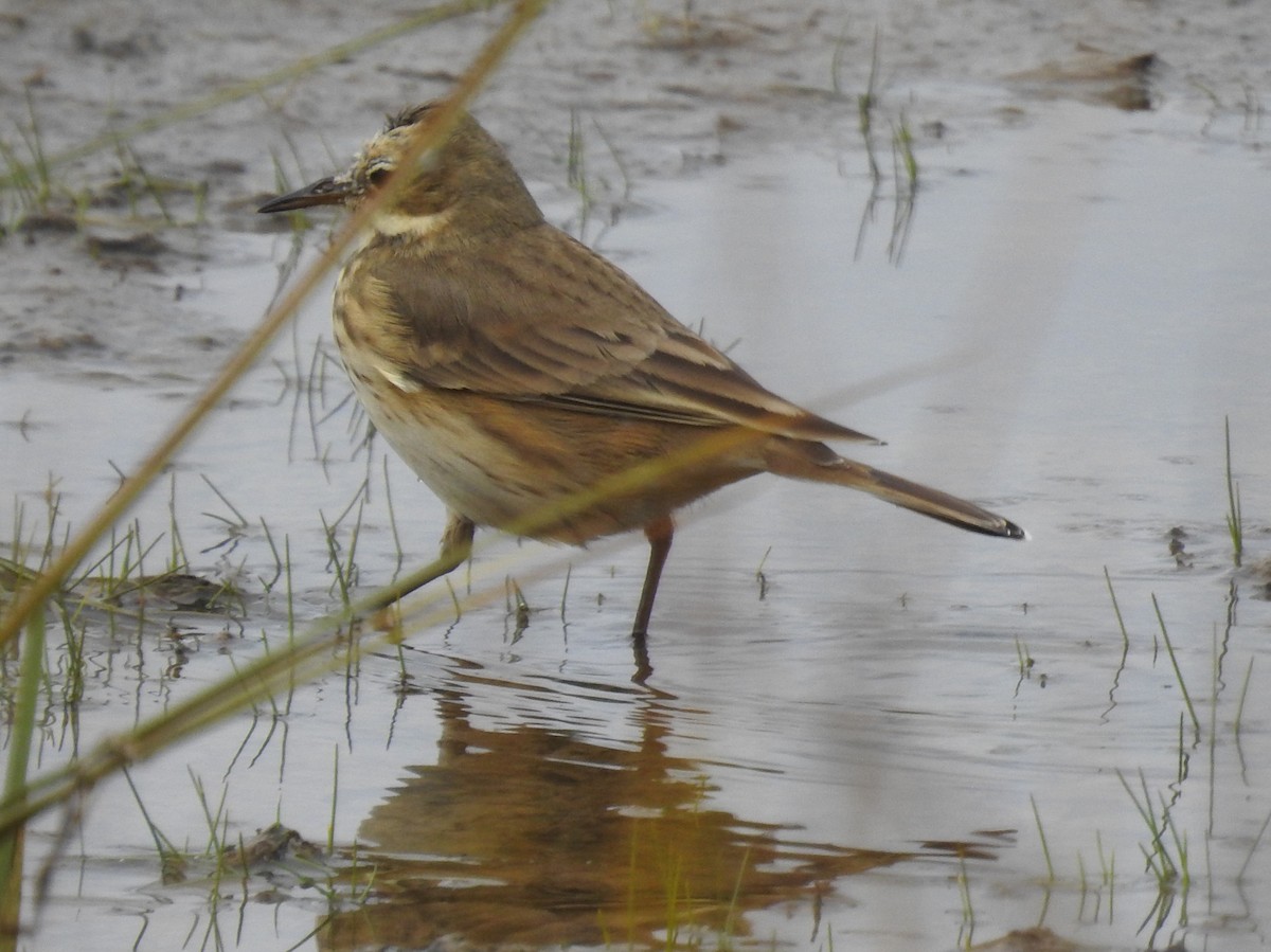 American Pipit - ML643560835