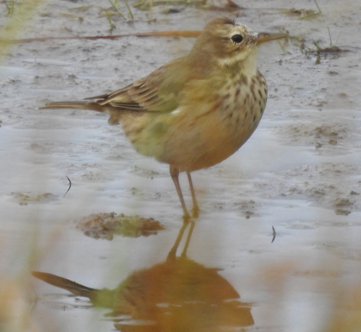 American Pipit - ML643560836