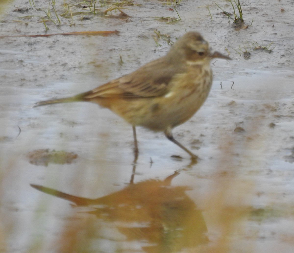 American Pipit - ML643560837