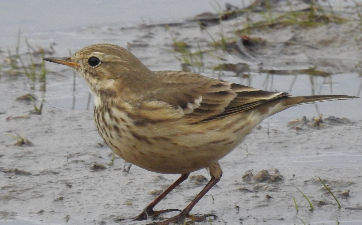 American Pipit - ML643560839