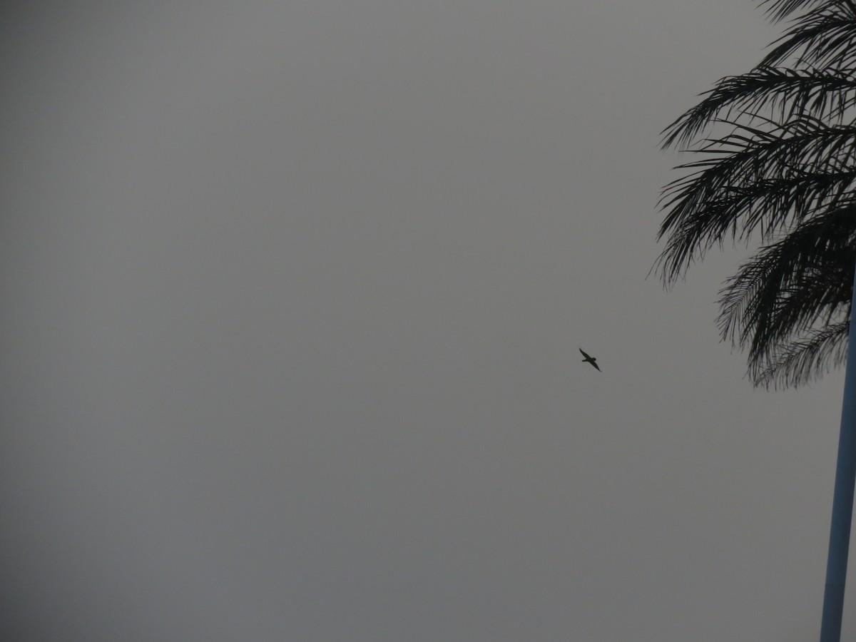 Senegal Parrot - ML643560863