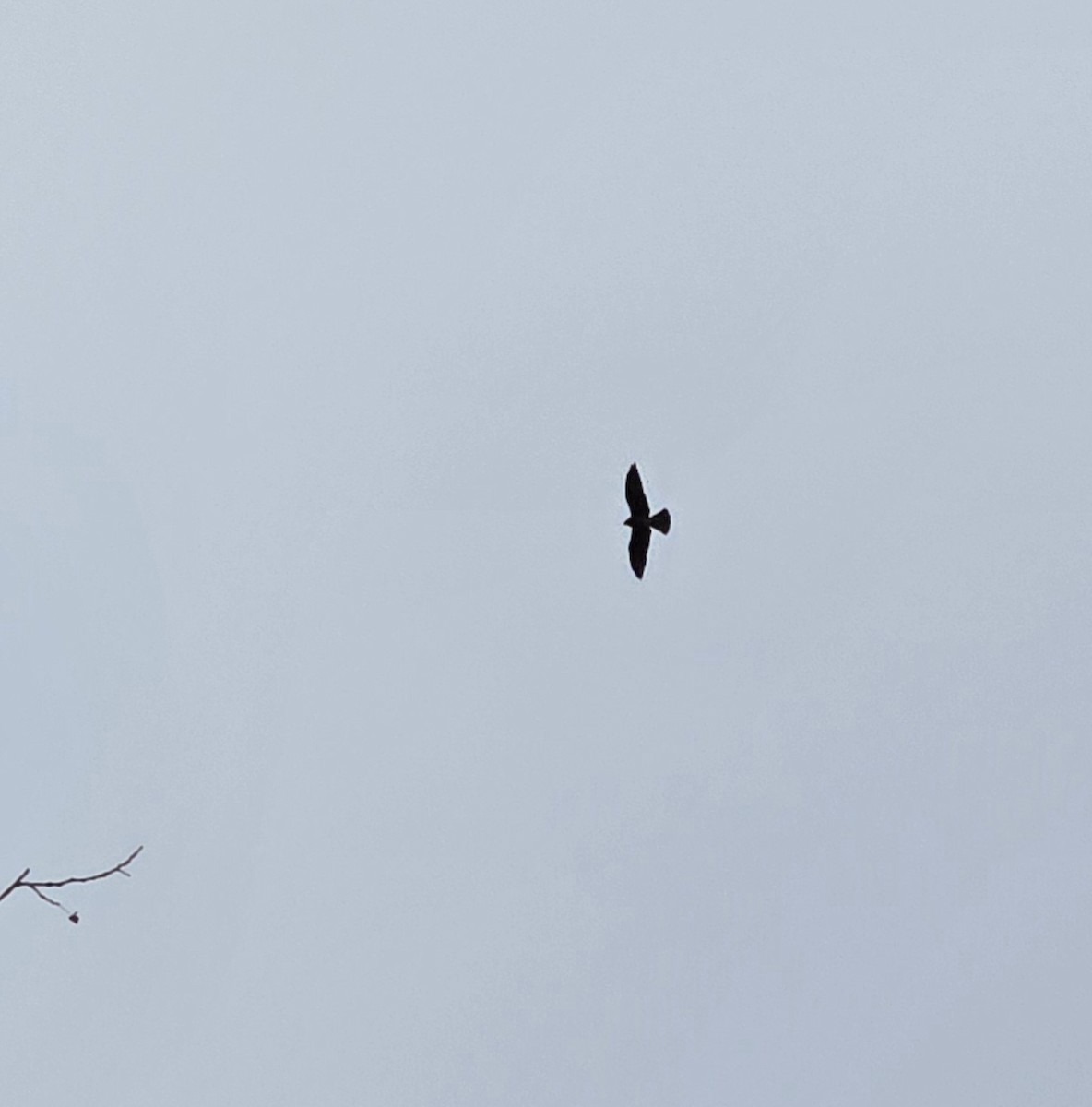 Mississippi Kite - ML643560865