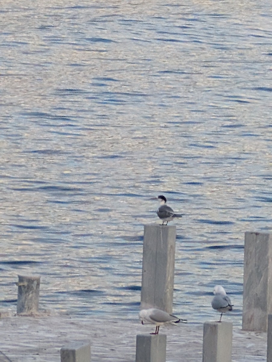 鳳頭燕鷗 - ML643560866