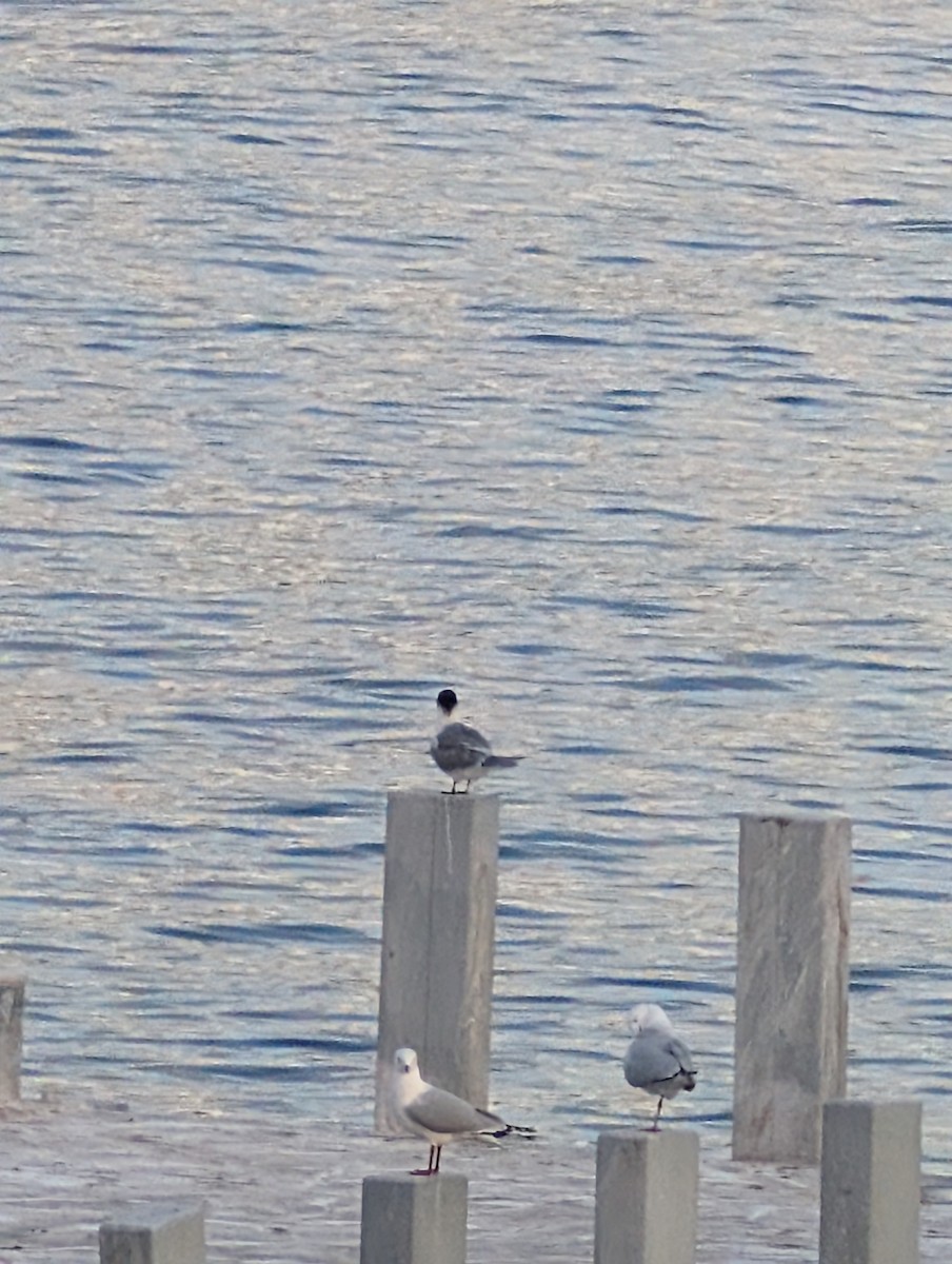 鳳頭燕鷗 - ML643560867