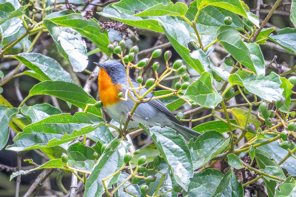 Flame-throated Warbler - ML643560870