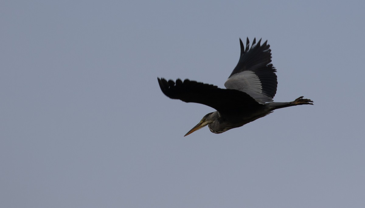 Gray Heron - ML643560881