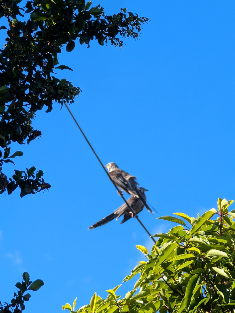 Yellow Wattlebird - ML643560897