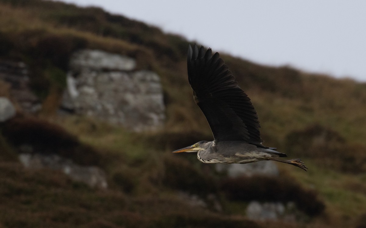 Gray Heron - ML643560923