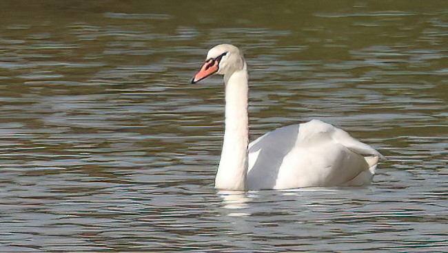Mute Swan - ML643560925