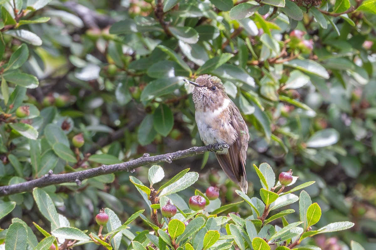 Volcano Hummingbird - ML643560926