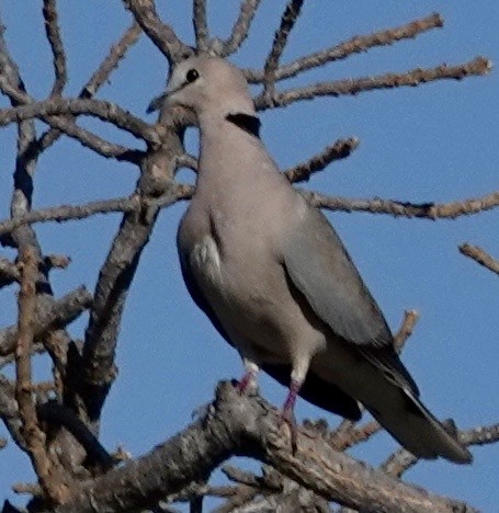 Ring-necked Dove - ML643560927
