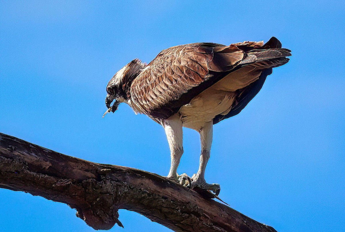 Osprey - ML643560935