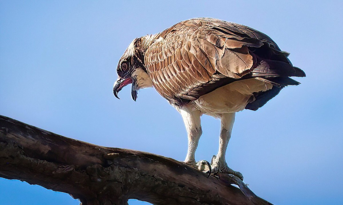 Osprey - ML643560936