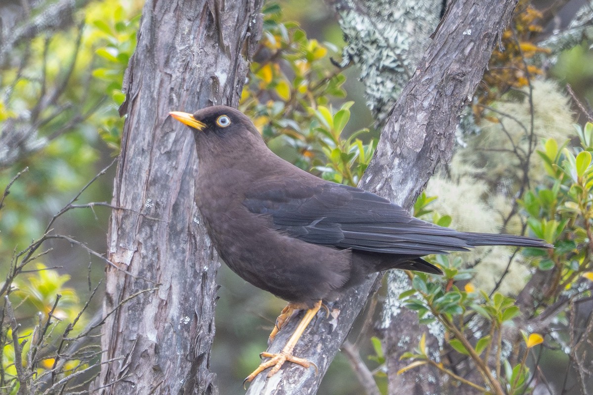 Sooty Thrush - ML643560937