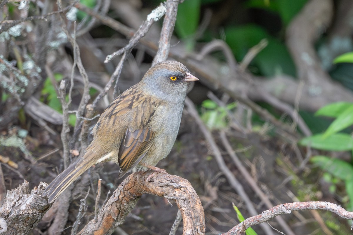 Volcano Junco - ML643560946
