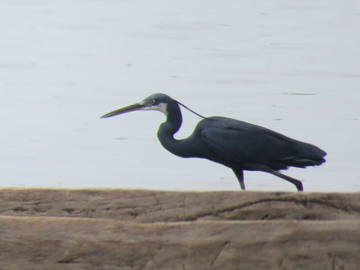 Western Reef-Heron - ML643560947