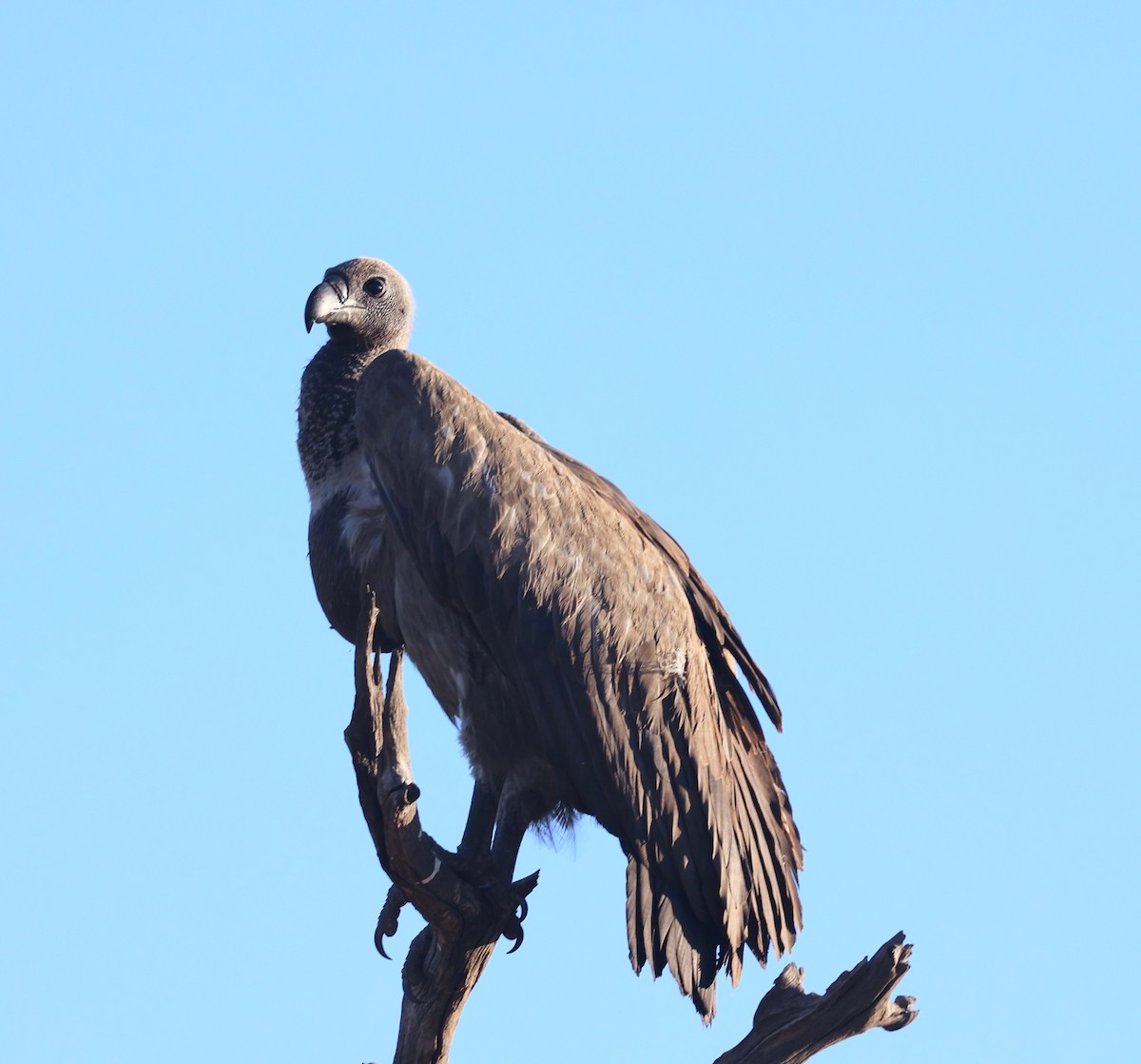 White-backed Vulture - ML643560949