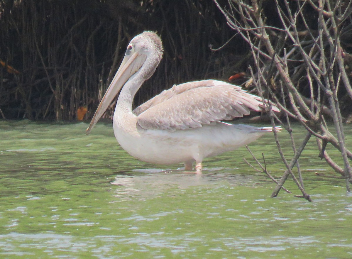 Pink-backed Pelican - ML643560972