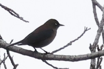 Rusty Blackbird - ML643560973
