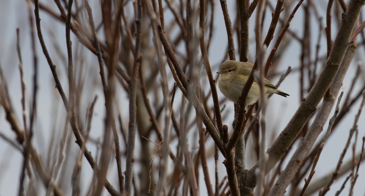 Common Chiffchaff - ML643560974