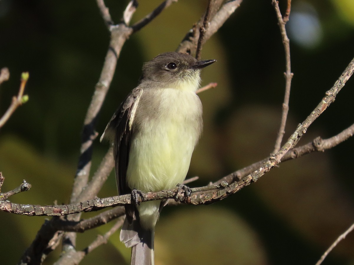Eastern Phoebe - ML643560985