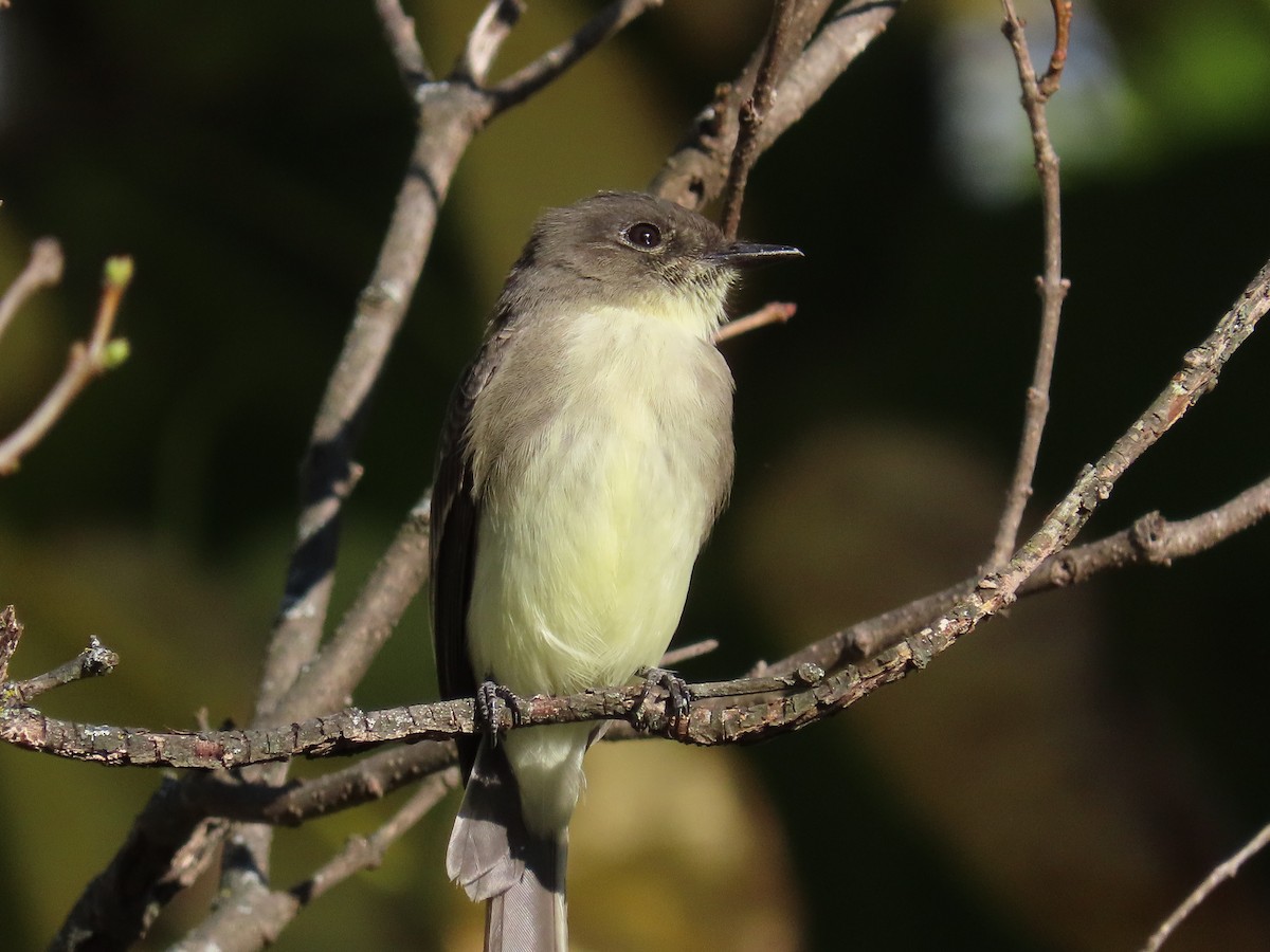 Eastern Phoebe - ML643560986