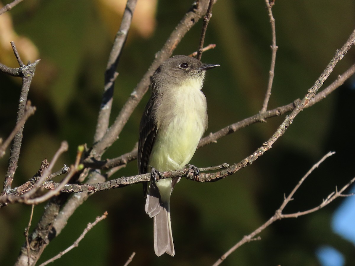Eastern Phoebe - ML643560987