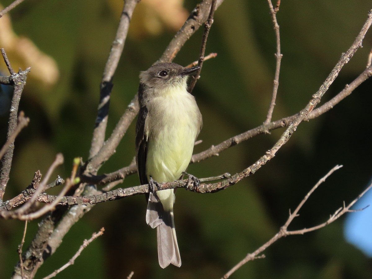 Eastern Phoebe - ML643560988