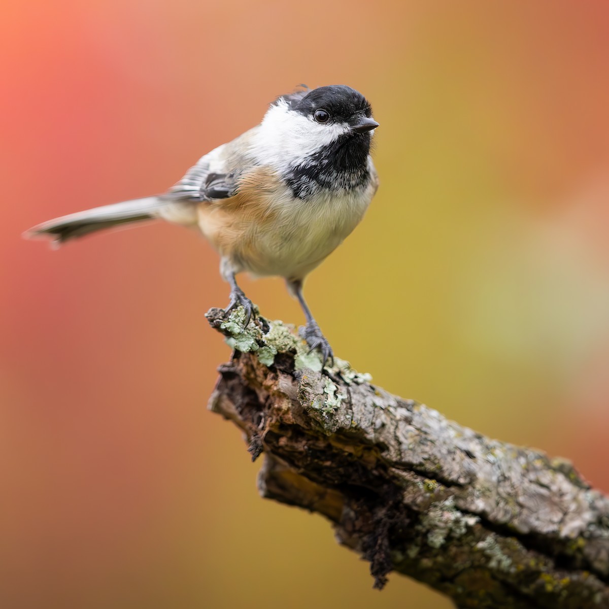 Black-capped Chickadee - ML643560993