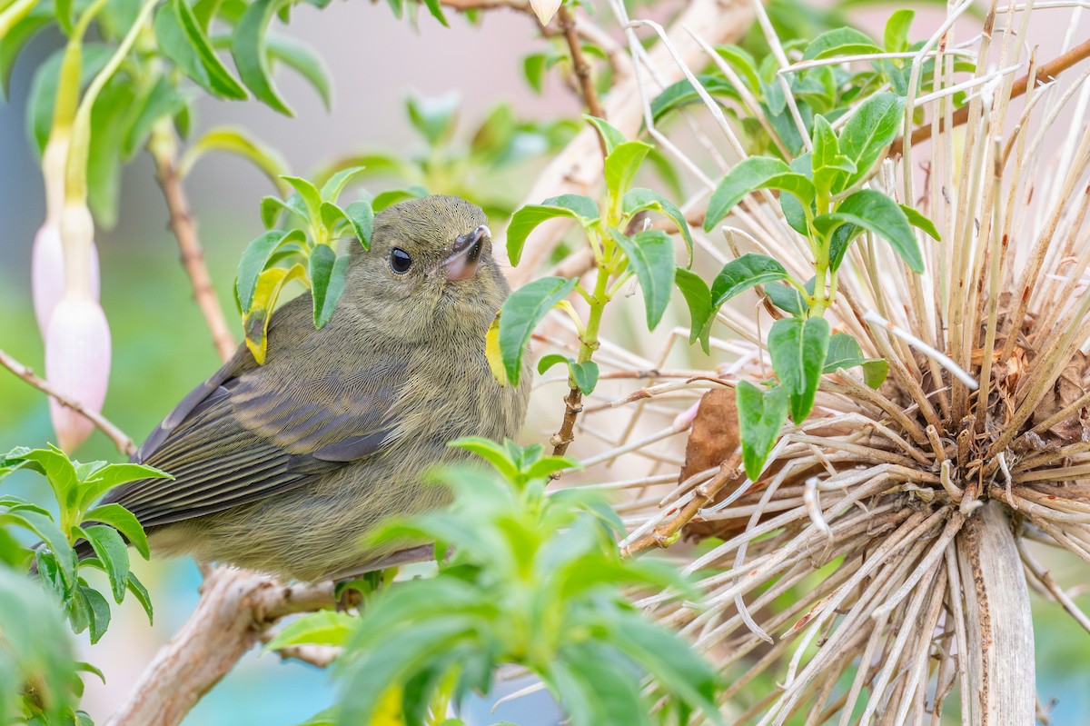 Slaty Flowerpiercer - ML643560995