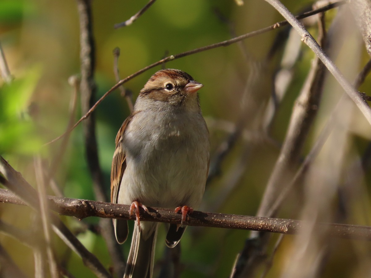 Chipping Sparrow - ML643560996