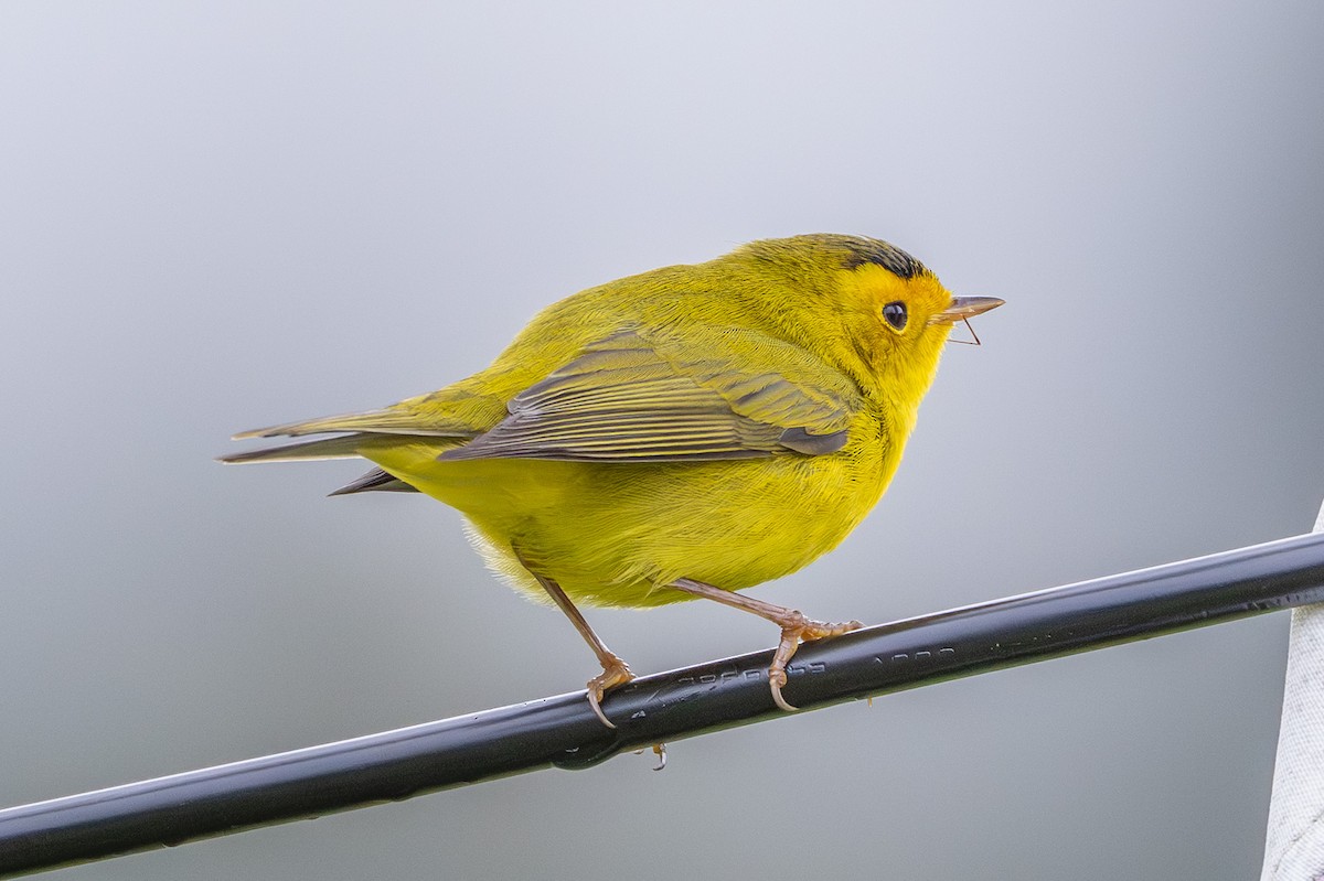 Wilson's Warbler - ML643560997