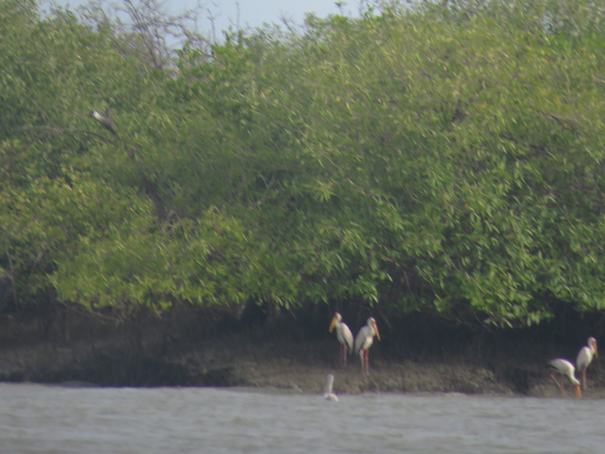 Yellow-billed Stork - ML643561013
