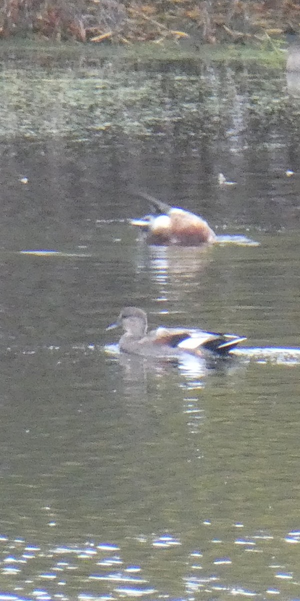 Gadwall - ML643561014