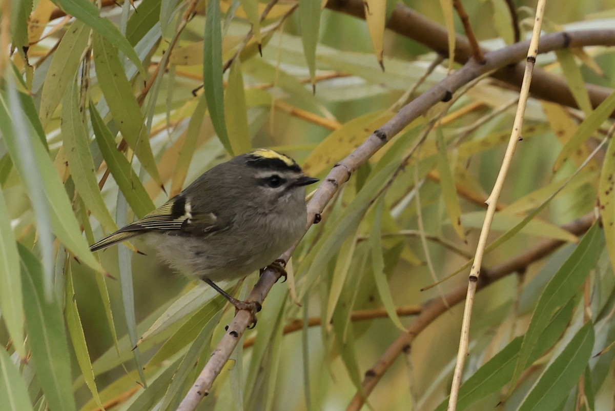 Golden-crowned Kinglet - ML643561021