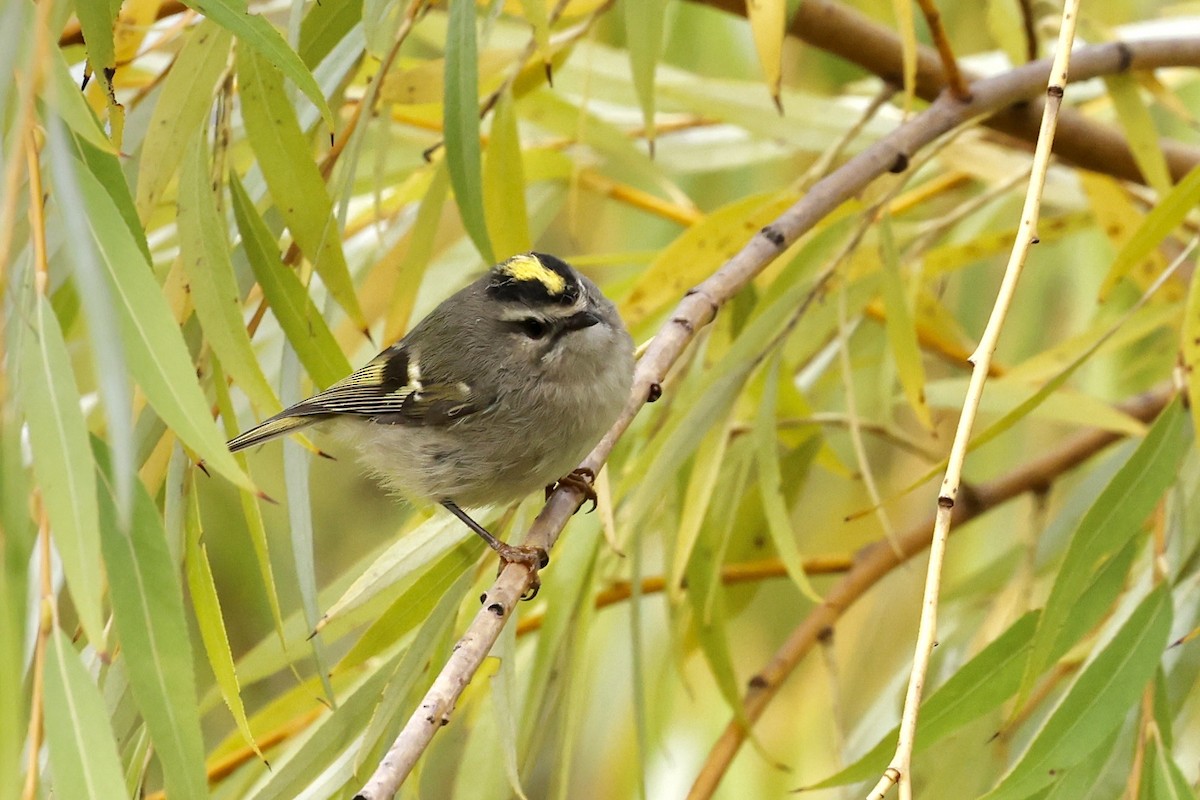 Golden-crowned Kinglet - ML643561023
