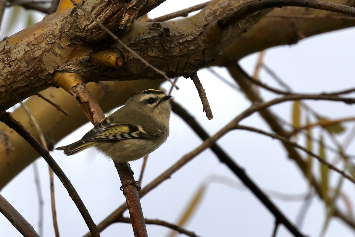 Golden-crowned Kinglet - ML643561031