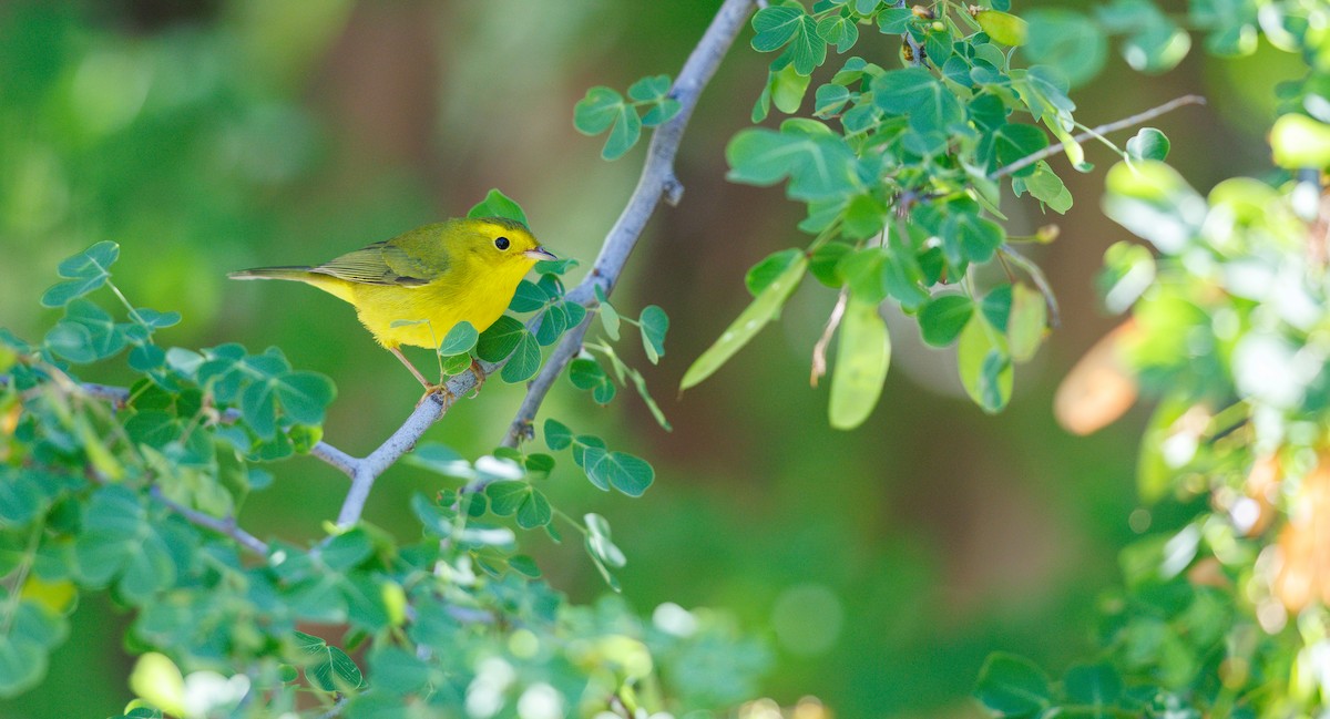 Wilson's Warbler - ML643561045