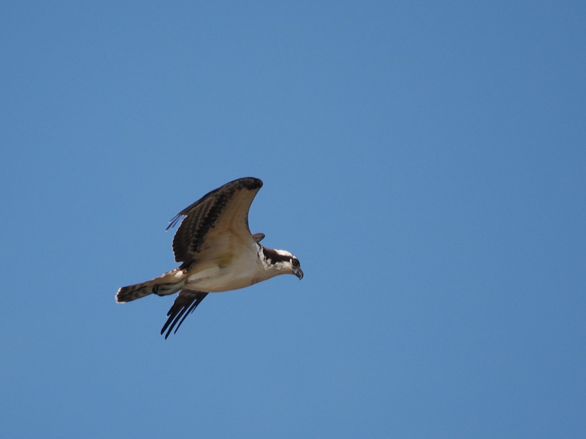 Osprey - ML643561049