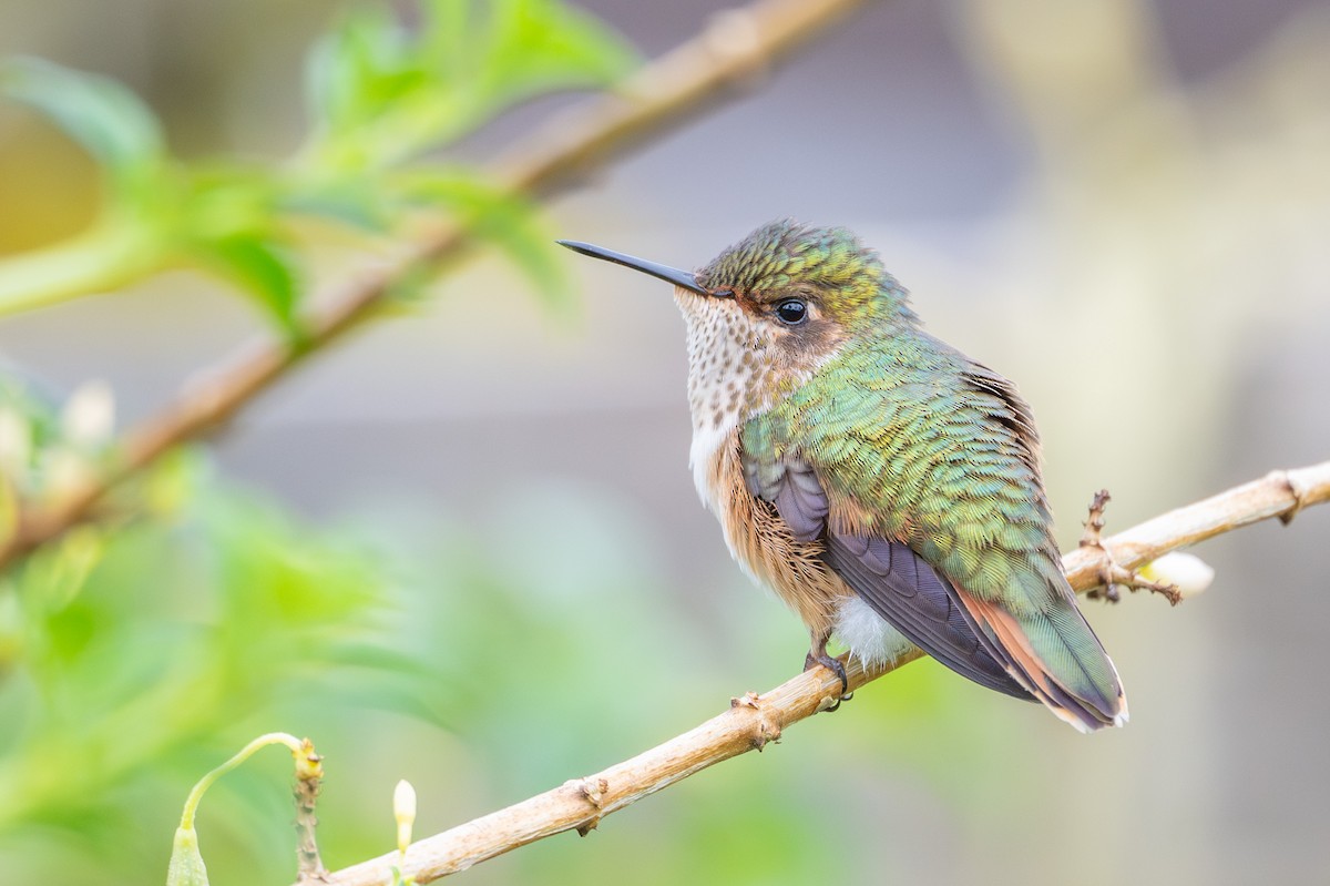 Volcano Hummingbird - ML643561054