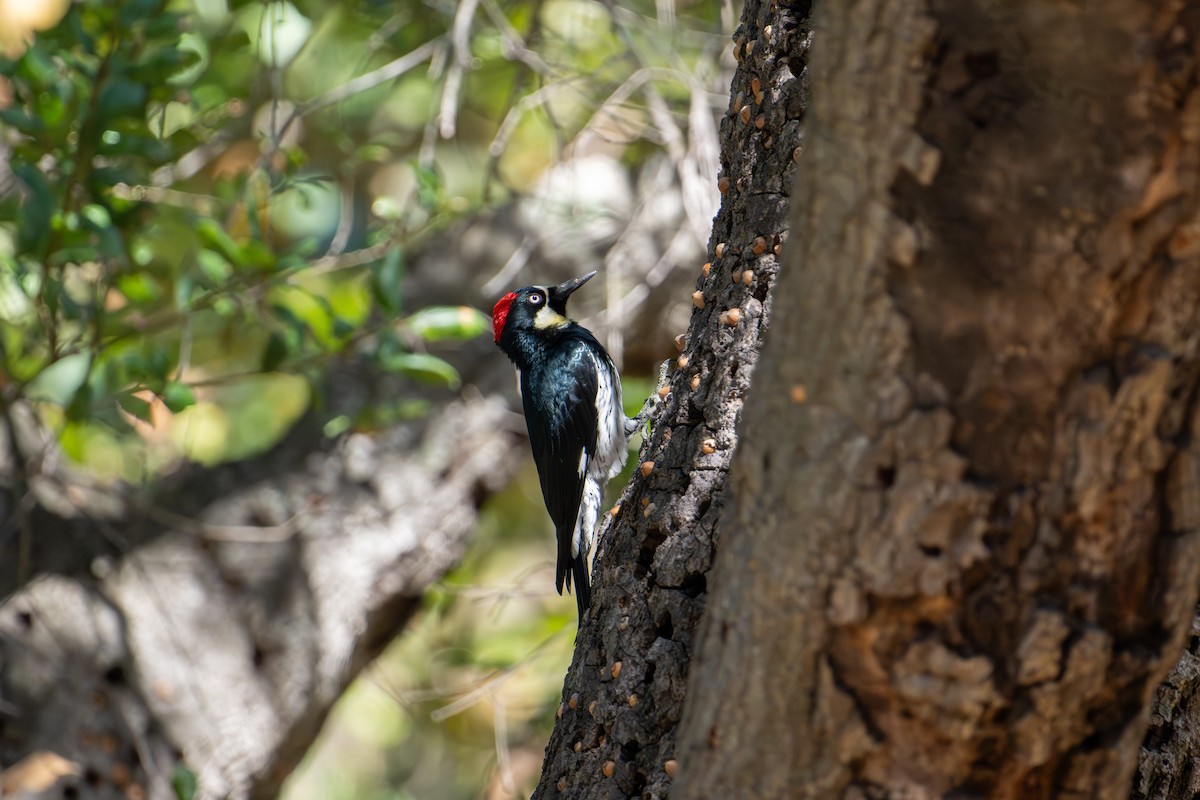 Acorn Woodpecker - ML643561059