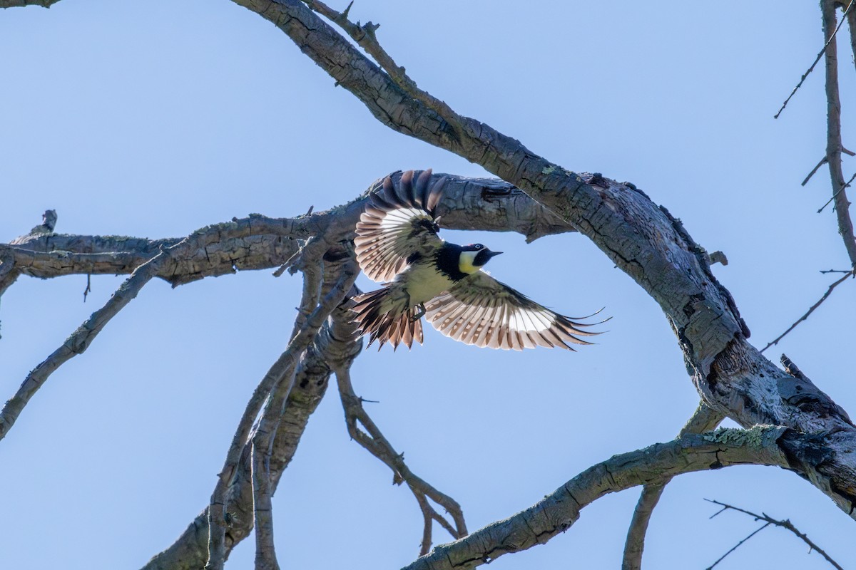 Acorn Woodpecker - ML643561060